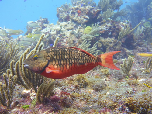 Stoplight Parrotfish