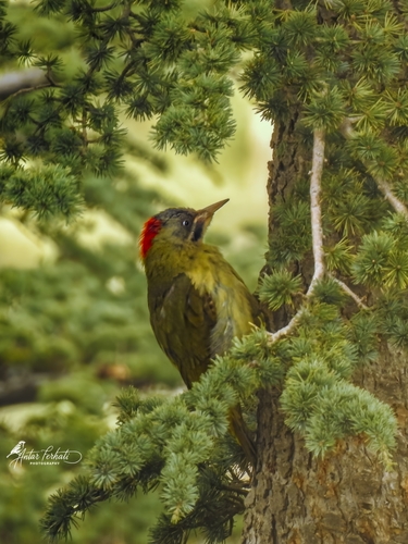 Levaillant's Woodpecker
