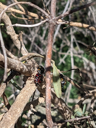 iNaturalist observation photo of Harlequin Bug