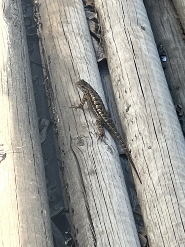 iNaturalist observation photo of Western Fence Lizard