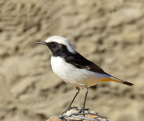 Maghreb Wheatear