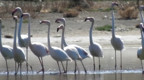 Greater Flamingo