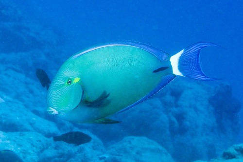 Dark Surgeonfish