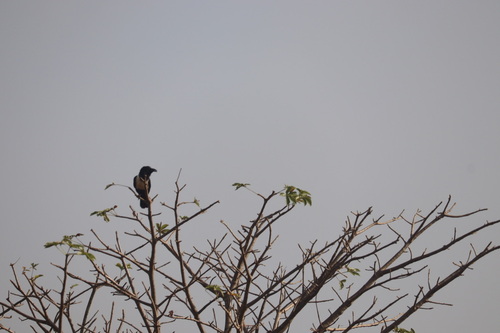 Pied Crow