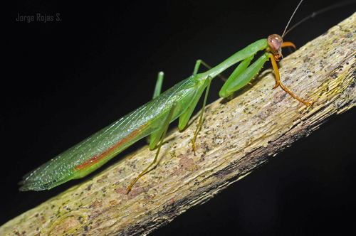 Stagmomantis fraterna