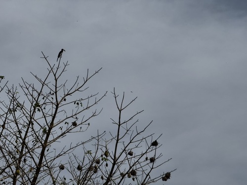 West African Pied Hornbill