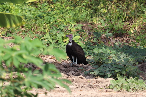 Hooded Vulture