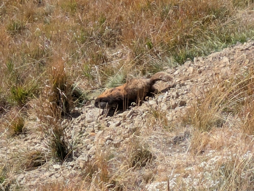 Olympic Marmot observed by andrewmoore