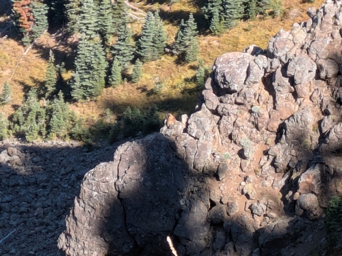 Olympic Marmot observed by andrewmoore