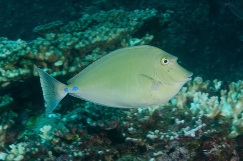 Bluespine Unicornfish