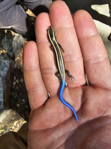 iNaturalist observation photo of Gilbert's Skink