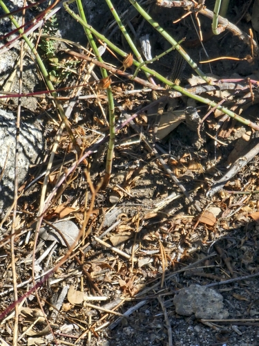 iNaturalist observation photo of Western Whiptail