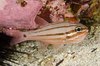 Fourline Cardinalfish - Photo (c) Ian Shaw, all rights reserved, uploaded by Ian Shaw