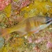 Lea's Cardinalfish - Photo (c) Ian Shaw, all rights reserved, uploaded by Ian Shaw