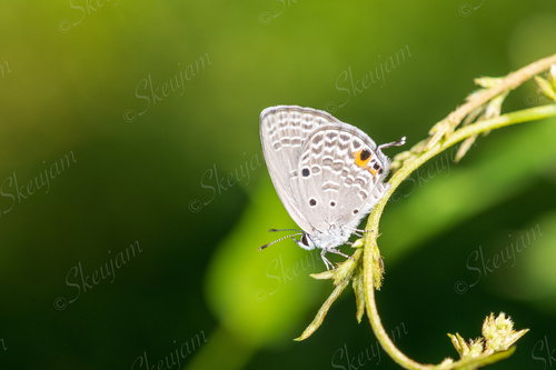 Plains Cupid