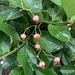 Japanese Spindle Tree - Photo (c) stonesearching, all rights reserved