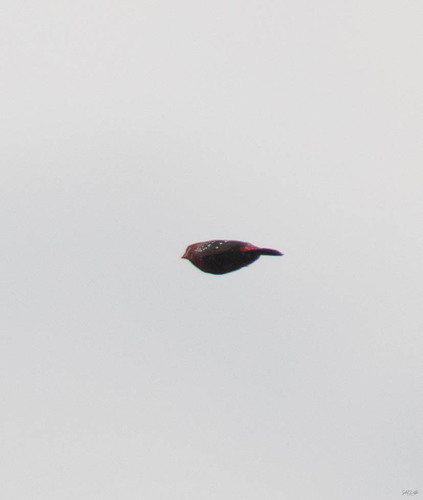 Red Avadavat