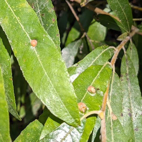 iNaturalist observation photo of Willow Apple Gall Sawfly