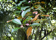 Blakea multiflora image