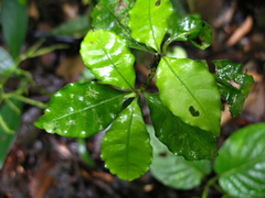 Psychotria graciliflora image