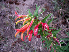 Lobelia laxiflora image