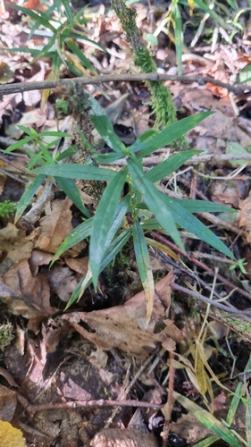 greater stitchwort