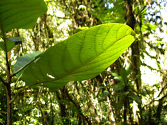 Cordia cymosa image