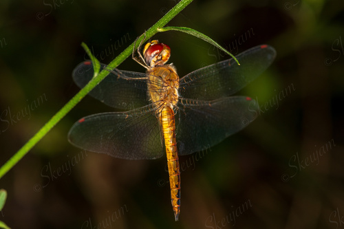 Wandering Glider