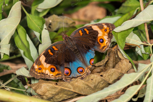 Blue Pansy