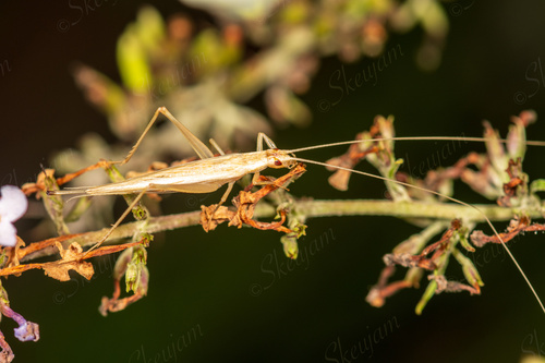 Oecanthus longicauda