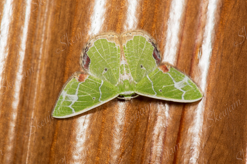 Comibaena nigromacularia