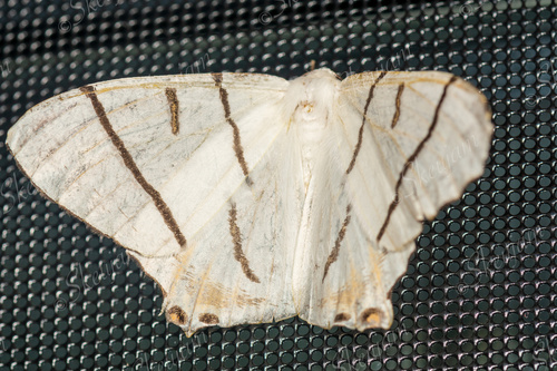 Ourapteryx nigrociliaris nigrociliaris