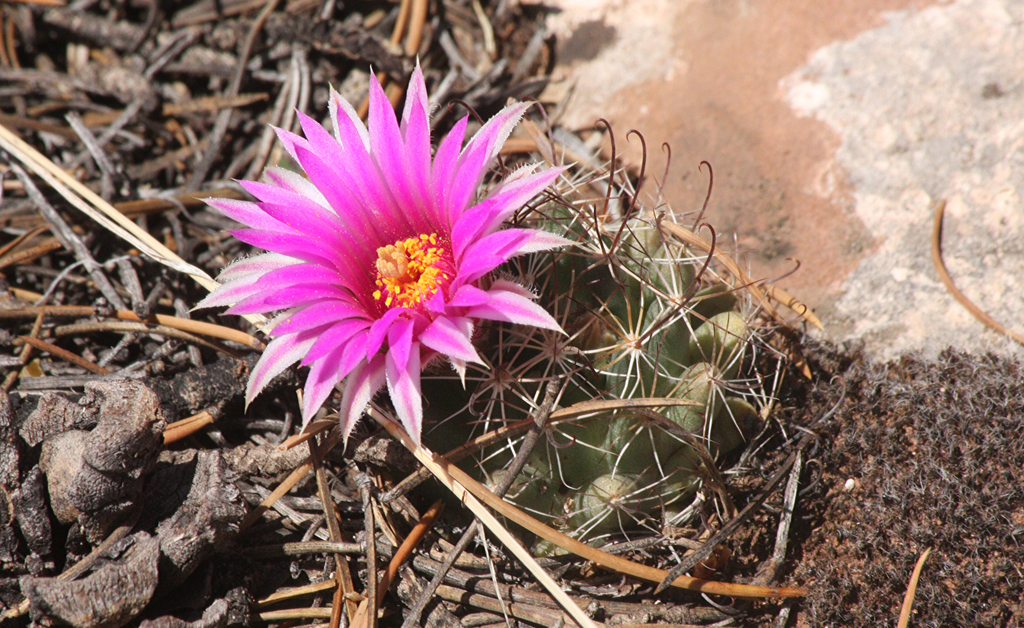Wright's nipple cactus (Mammillaria wrightii)  iNaturalist