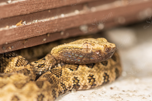 Brown spotted pitviper