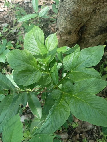 Polynesian Arrowroot
