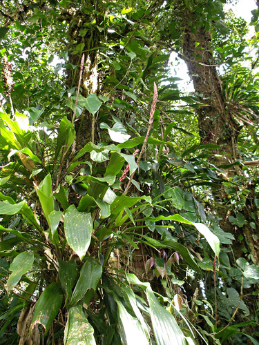 Pitcairnia maidifolia image
