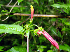 Centropogon solanifolius image