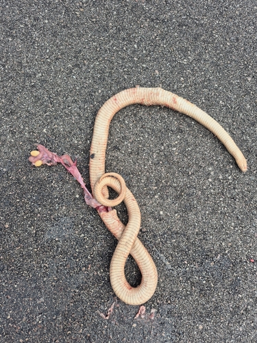 Mole Snake