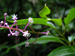 Phytolacca rivinoides image