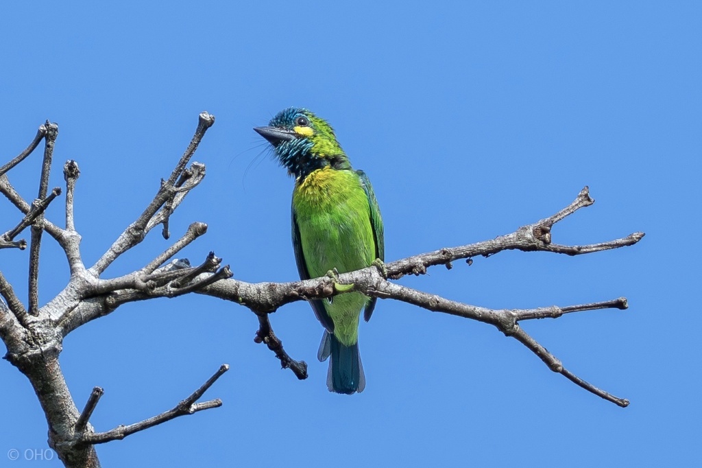 Yellow-eared Barbet photo