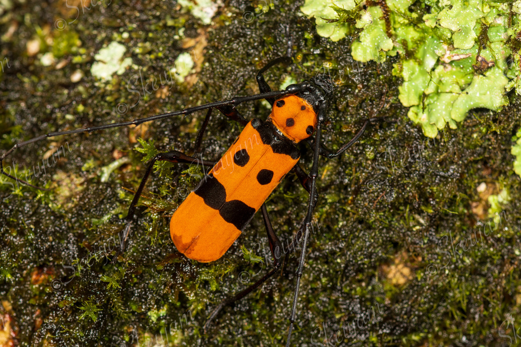 Rosalia Insect Rosalia formosa in September 2025 by Skeujam · iNaturalist