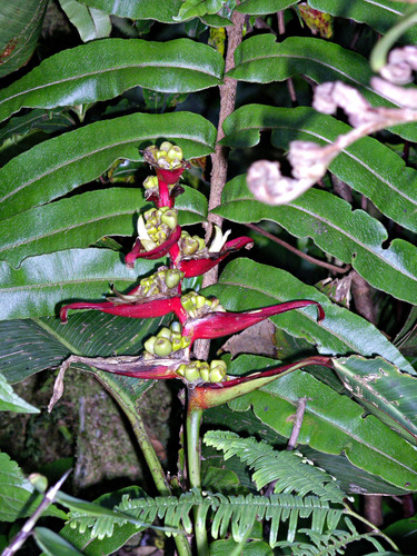 Heliconia monteverdensis image