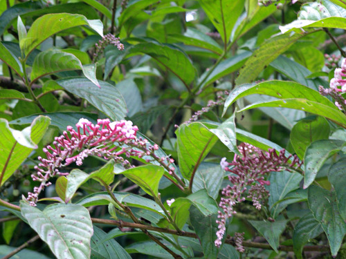 Gonzalagunia rosea image