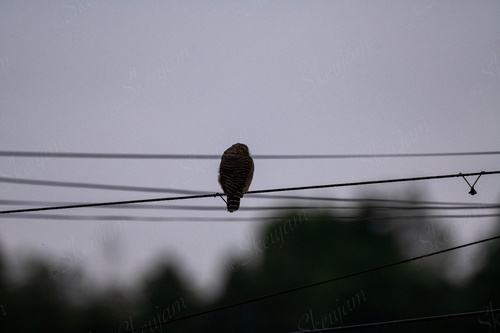 Asian Barred Owlet