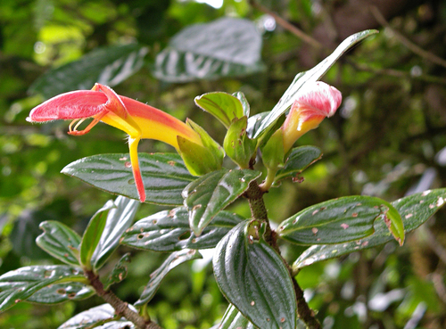 Columnea lepidocaula