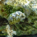 Crested Oyster - Photo (c) Konstantinos Kalaentzis, all rights reserved, uploaded by Konstantinos Kalaentzis