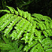 Cojoba costaricensis - Photo (c) Ruth Ripley, todos los derechos reservados, subido por Ruth Ripley