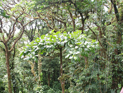 Cordia cymosa image