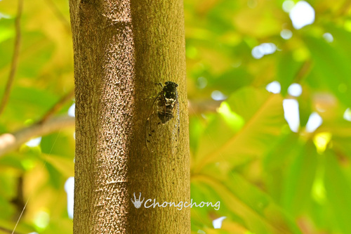 Robust Cicada