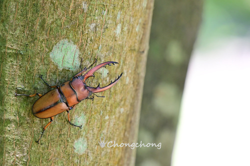 Prosopocoilus astacoides blanchardi